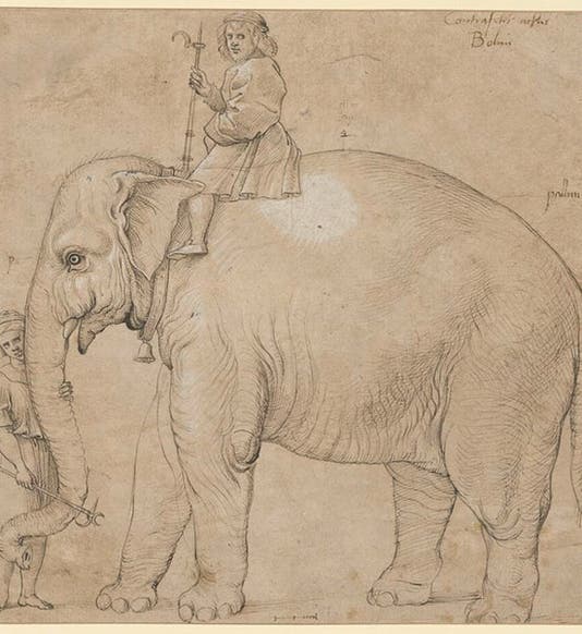 Drawing of Hanno the elephant in Rome, ink on brown paper, Raphael or his workshop, 1515, Kupferstichkabinett, State Museum of Berlin (Wikimedia commons)