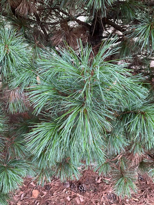 Swiss Stone Pine leaf