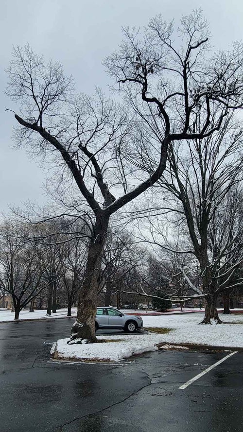 Chinkapin Oak winter