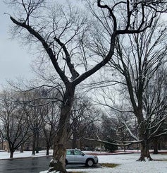 Chinkapin Oak winter