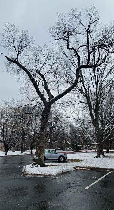 Chinkapin Oak winter