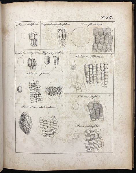 A variety of pollen grains and anther fibers, as viewed with a simple microscope, lithograph in De cellulis antherarum fibrosis nec non de granorum pollinarium commentatio phytotomica, by Jan Evangelista Purkynĕ, plate 2, 1830 (Linda Hall Library)