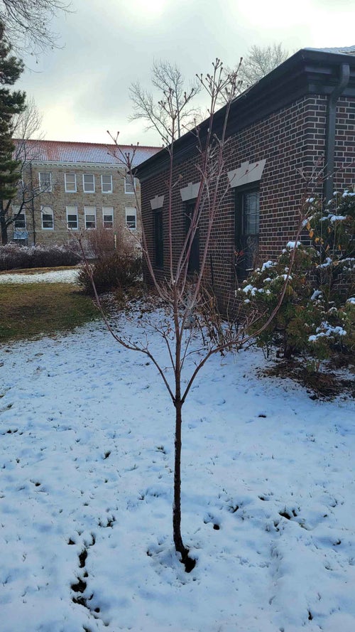 Venus Dogwood winter