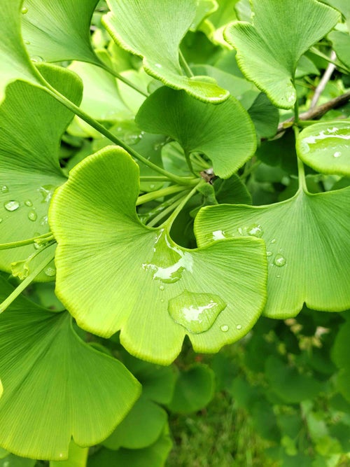 Ginkgo leaf