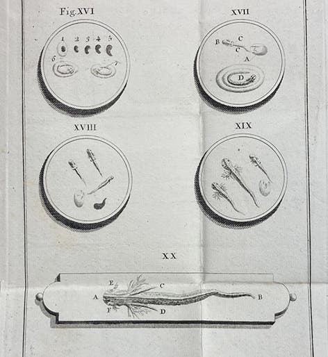 Observations of microscopic life, engraving, Dissertazioni di fisica animale, e vegetabile dell' Abate Spallanzani, vol. 2, plate 3 at end, 1780 (Linda Hall Library)