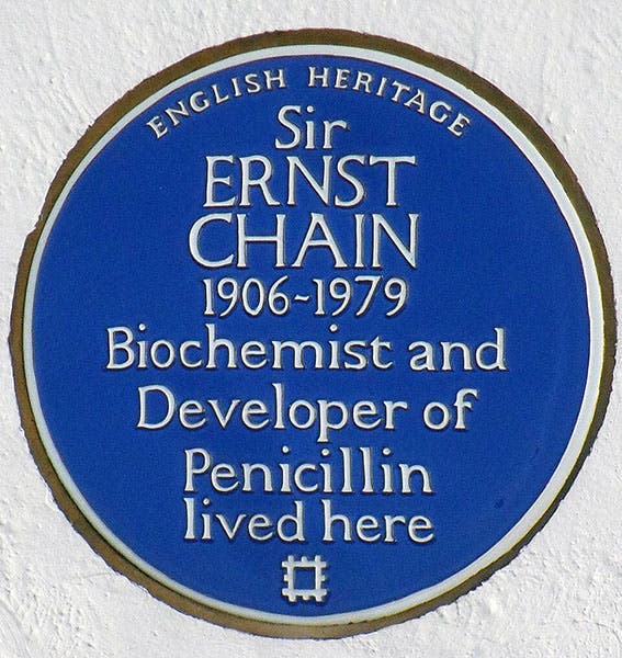 Blue plaque for Ernst Chain, at his home, 9 North View Wimbledon Common, London (Wikimedia commons)