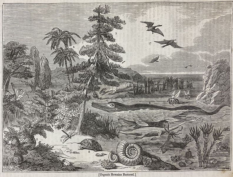 “Organic Remains Restored,” cover woodcut, The Penny Magazine, vol. 2, no. 100, p. 408, Oct. 26, 1833 (The Linda Hall)