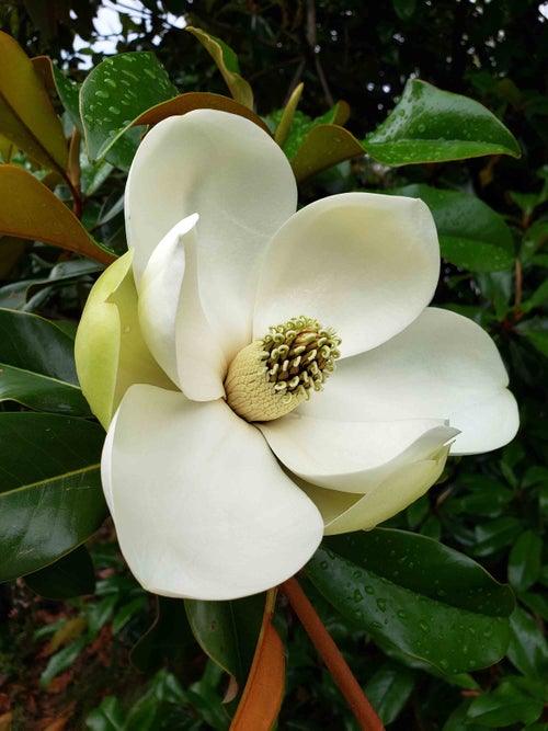 Southern Magnolia flower