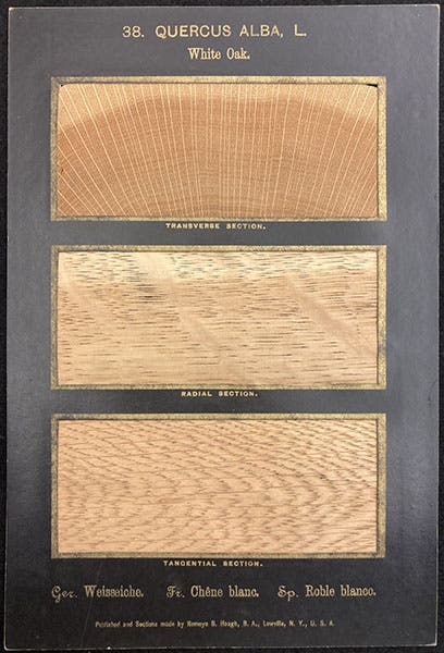 Card containing slices of Quercus alba, White Oak, The American Woods, Exhibited by Actual Specimens and with Copious Explanatory Text, by Romeyn Beck Hough, vol. 2, card 38, 1891 (The Linda Hall)