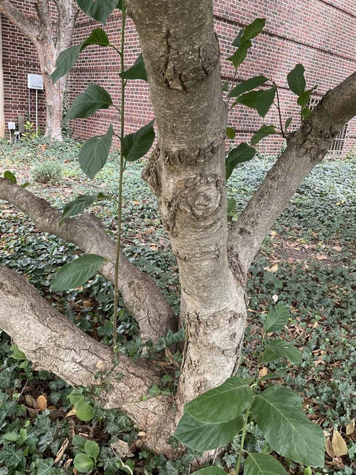 White Magnolia bark