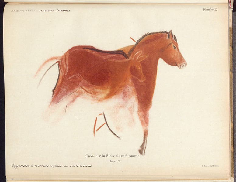 Horse and foal?, photoprint of a drawing by Henri Breuil, La caverne d'Altamira a Santillane, by Émile Cartailhac and abbé Henri Breuil, plate XI, 1906 (The Linda Hall)