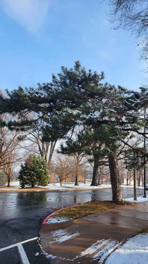 Austrian Pine winter