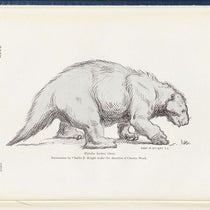 Life restoration of Mylodon harlani (now Paramylodon harlani), charcoal drawing by Charles Knight, in Cenozoic Gravigrade Edentates of Western North America, by Chester Stock, plate 45 at end, 1925 (Linda Hall Library)