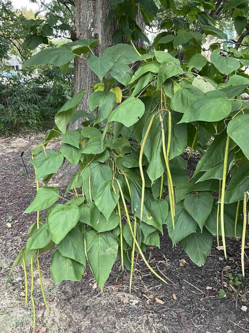 Common Catalpa fruit