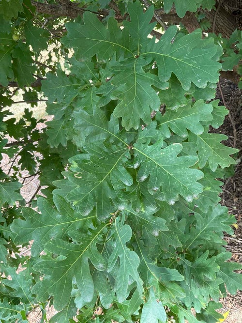 Crimson Spire Oak leaf