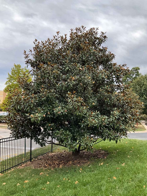 Southern Magnolia summer