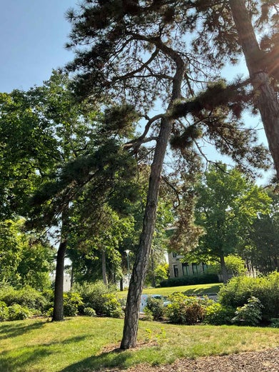 Austrian Pine summer