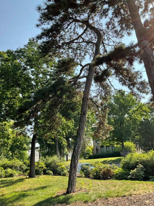 Austrian Pine summer