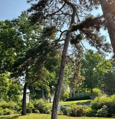 Austrian Pine summer