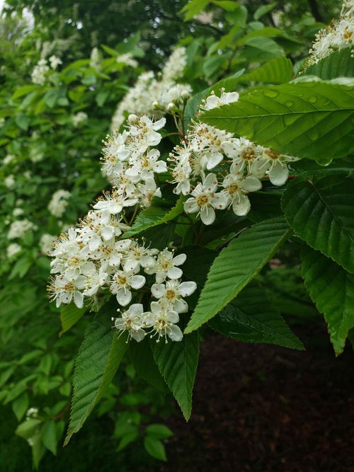 Korean Mountainash flower