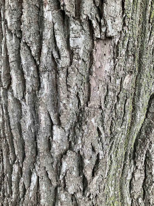 Black Walnut bark