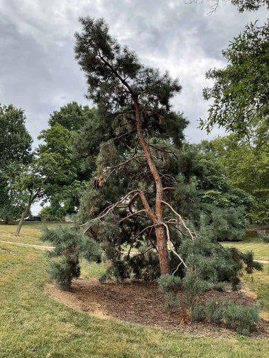 Arts Blue Scotch Pine summer