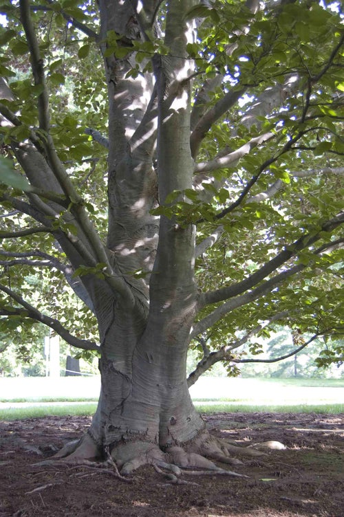 European Beech bark