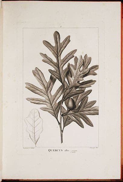 Querus alba (white oak), engraving after a drawing by Pierre-Joseph Redouté, in Histoire des chênes de l'Amérique, by André Michaux, plate 5, 1801 (Linda Hall Library)