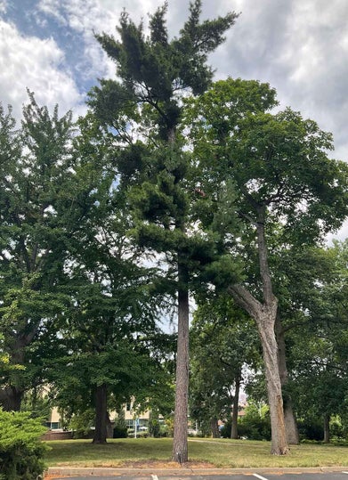 White Pine summer