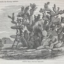 Prickly pear, wood engraving, Report of Explorations in California for Railroad Routes, By Robert S. Williamson (Pacific Railroad Reports, vol. 5), p. 74, 1855 (Linda Hall Library)