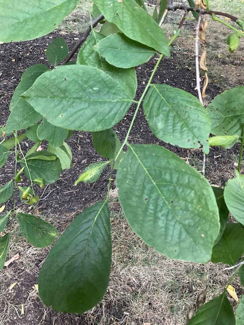 Yellowwood leaf