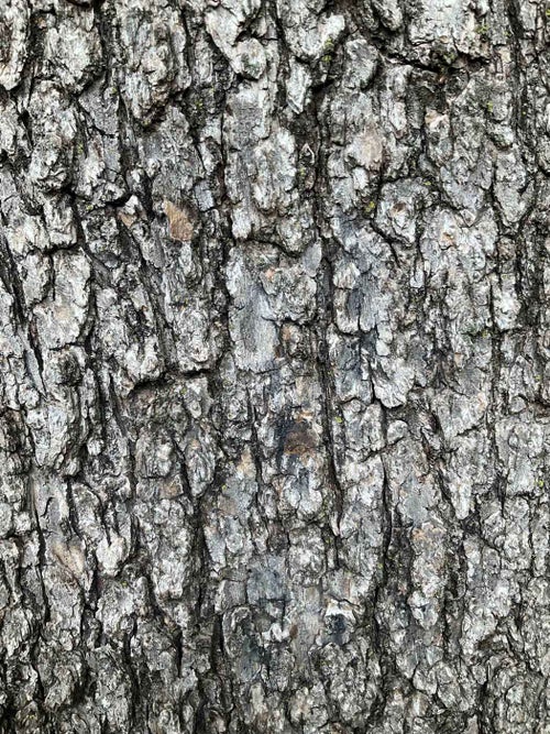 Common Catalpa bark