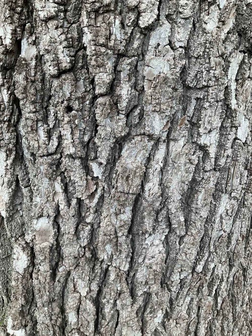 Black Walnut bark