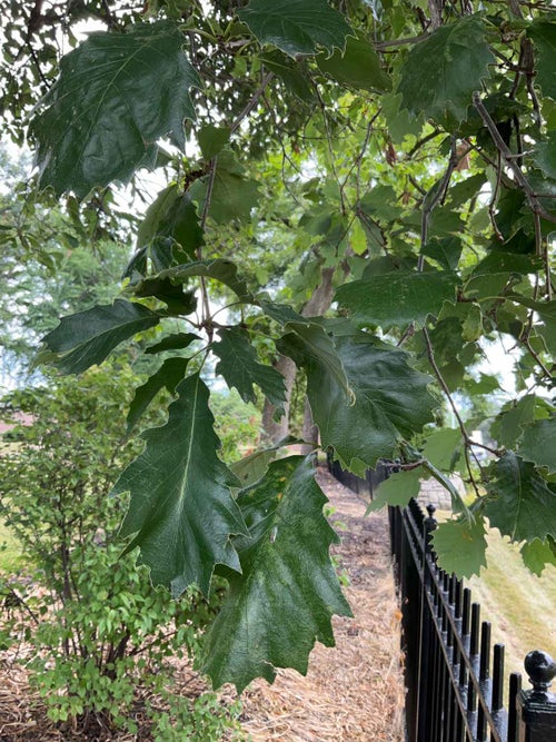 Dwarf Chinkapin Oak leaf