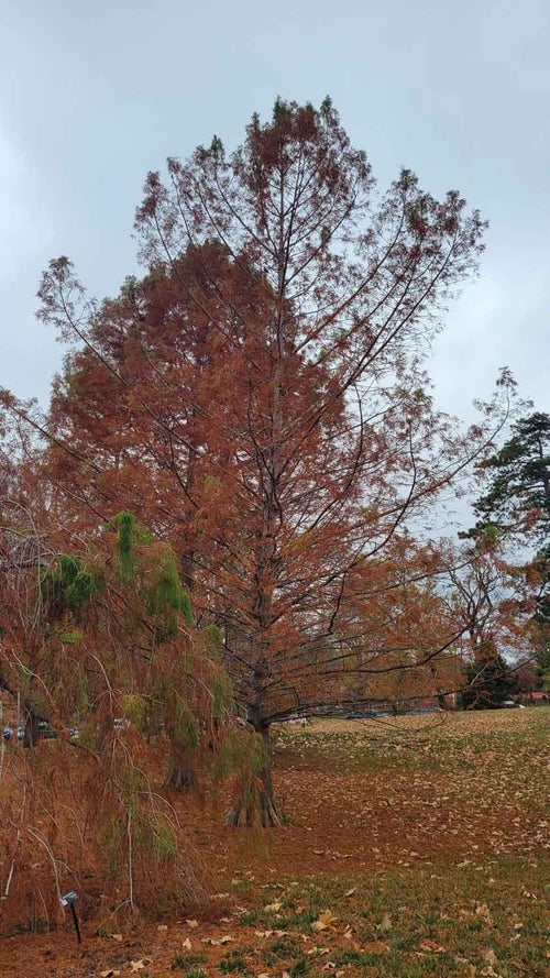 Baldcypress fall