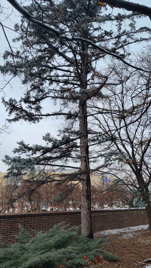 Colorado Spruce winter