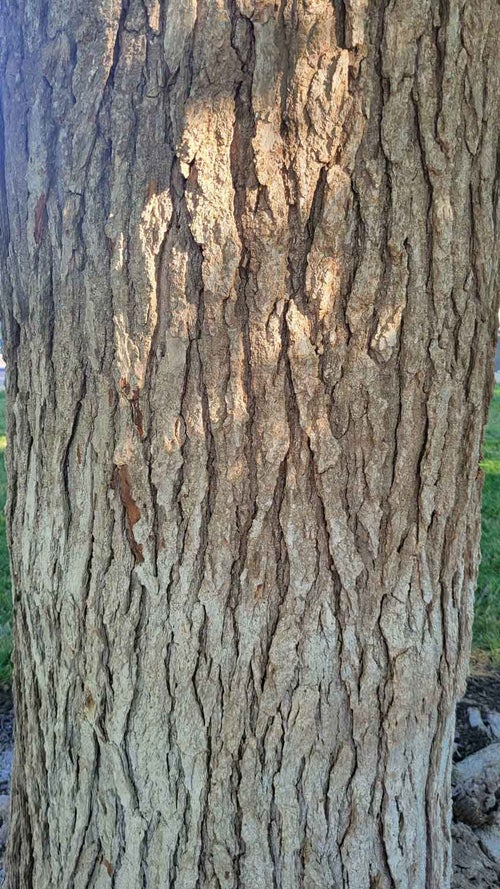 Sweetgum bark