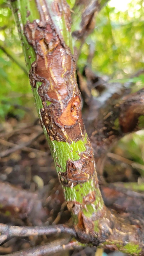 Japanese Maple bark