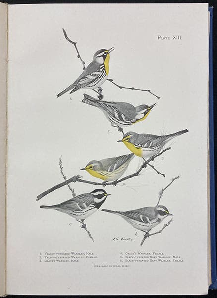 Six warblers, by Louis Agassiz Fuertes, frontispiece to The Warblers of North America, by Frank M. Chapman, 1907 (Linda Hall Library)