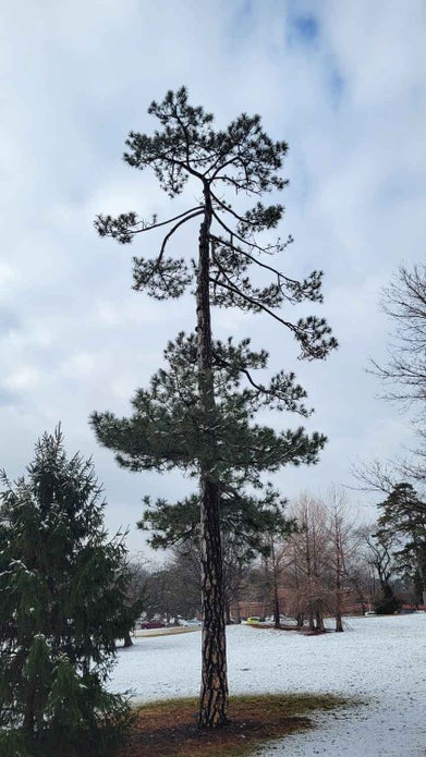 Austrian Pine winter