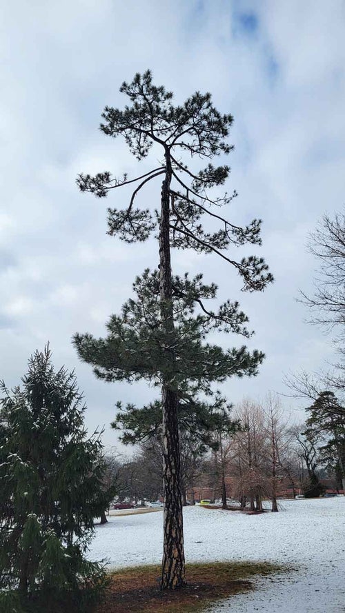 Austrian Pine winter