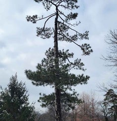 Austrian Pine winter