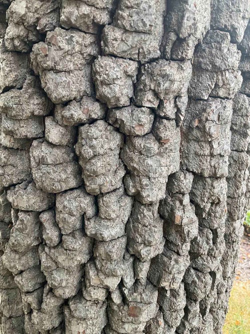 Persimmon bark