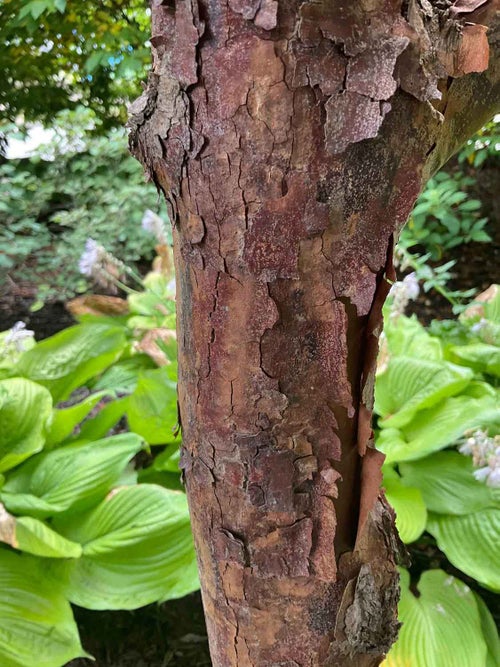 Paperbark Maple bark