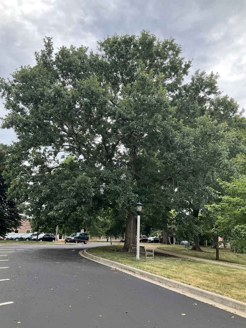 Hybrid Oak summer