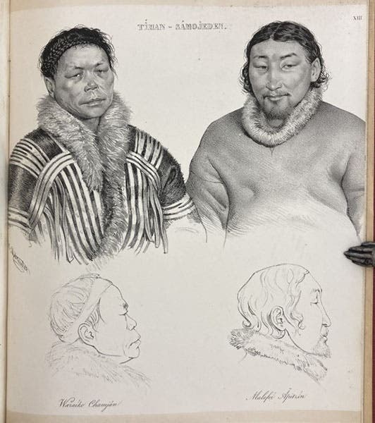 Two of the indigenous Nenet (Samoyed) peoples Middendorff encountered on the journey to the Taymyr Peninsula, lithograph in Reise in den äussersten Norden und Osten Sibiriens während der Jahre 1843 und 1844, by Alexander von Middendorff, vol. 4, pt. 2, plate 13, 1867 (Linda Hall Library)