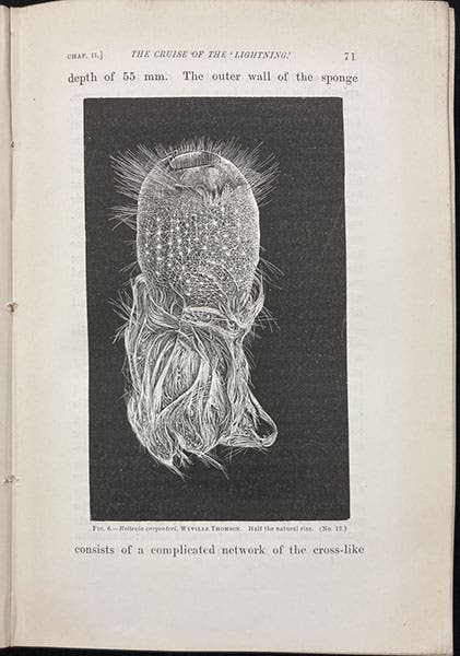 Holtenia carpenteri, another deep-sea sponge, named after Carpenter by Wyville Thomson, wood engraving, in The Depths of the Sea, by Charles Wyville Thomson,  p. 71, 1873 (Linda Hall Library)