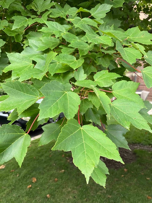 Red Maple leaf