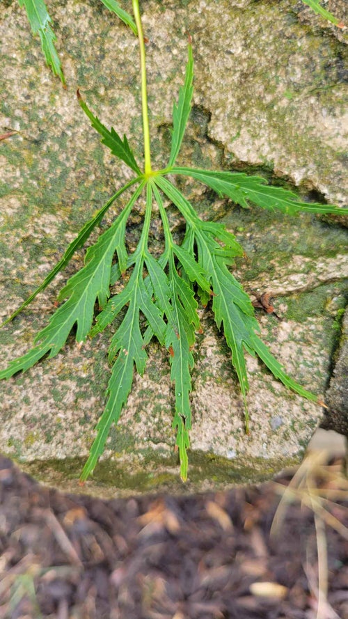 Japanese Maple leaf