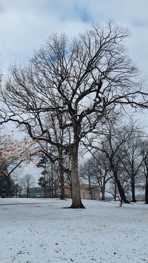 Chinkapin Oak winter